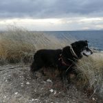 Ρεξ