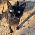 Κολλιτσίδα